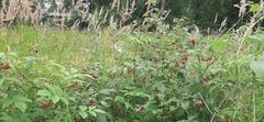 Rubus idaeus