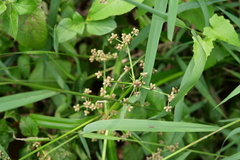 Scirpus ternatanus
