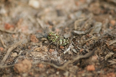 Pardalophora phoenicoptera