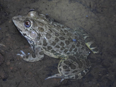 Hoplobatrachus crassus