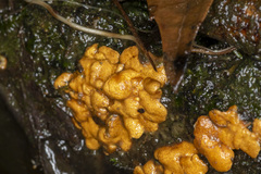 Trichoderma victoriense