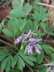 Corydalis pumila