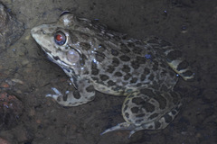 Hoplobatrachus crassus