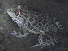 Hoplobatrachus crassus