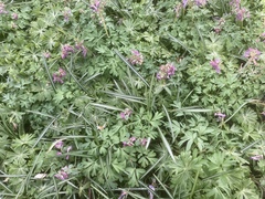 Corydalis solida