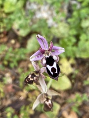 Ophrys reinholdii