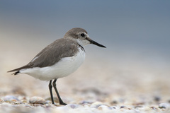 Anarhynchus frontalis