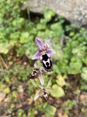 Ophrys reinholdii