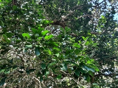 Chionanthus foveolatus