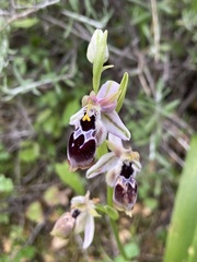 Ophrys reinholdii