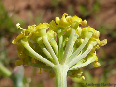 Afrosciadium magalismontanum