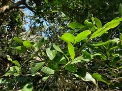 Chionanthus foveolatus