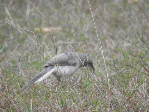 Large Grey Babbler (Argya malcolmi), photo 9