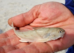 Menticirrhus saxatilis