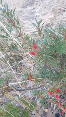 Stenanthera conostephioides