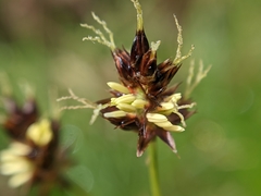 Luzula campestris