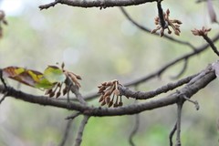 Madhuca longifolia latifolia