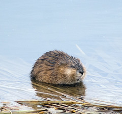 Ondatra zibethicus