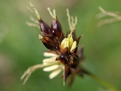 Luzula campestris