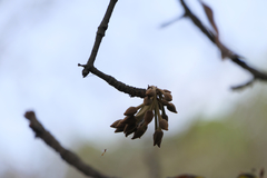 Madhuca longifolia latifolia
