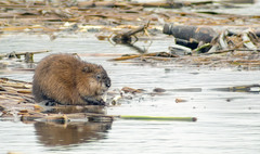 Ondatra zibethicus