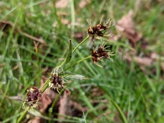 Luzula campestris