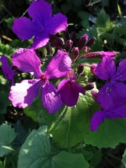 Lunaria