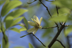 Magnolia ernestii
