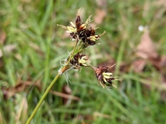 Luzula campestris