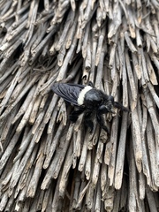 Hyperechia marshalli