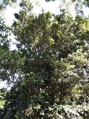 Cryptocarya natalensis