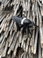 Hyperechia marshalli