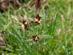 Luzula campestris