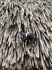 Hyperechia marshalli