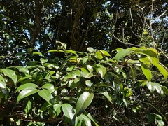 Cryptocarya natalensis