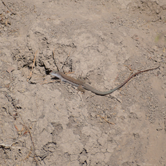 Aspidoscelis sackii sackii