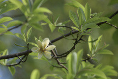 Magnolia ernestii