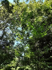Canthium spinosum