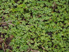Hydrocotyle batrachium