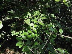 Canthium spinosum