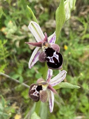 Ophrys reinholdii