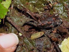 Uperodon taprobanicus