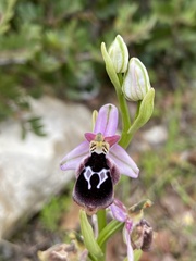 Ophrys reinholdii