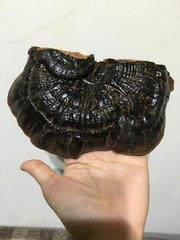 Ganoderma formosanum