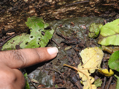 Uperodon taprobanicus