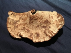 Ganoderma formosanum