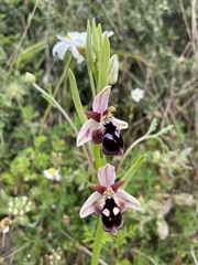 Ophrys reinholdii