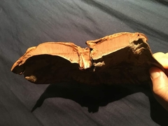 Ganoderma formosanum
