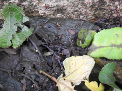 Uperodon taprobanicus