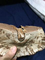 Ganoderma formosanum